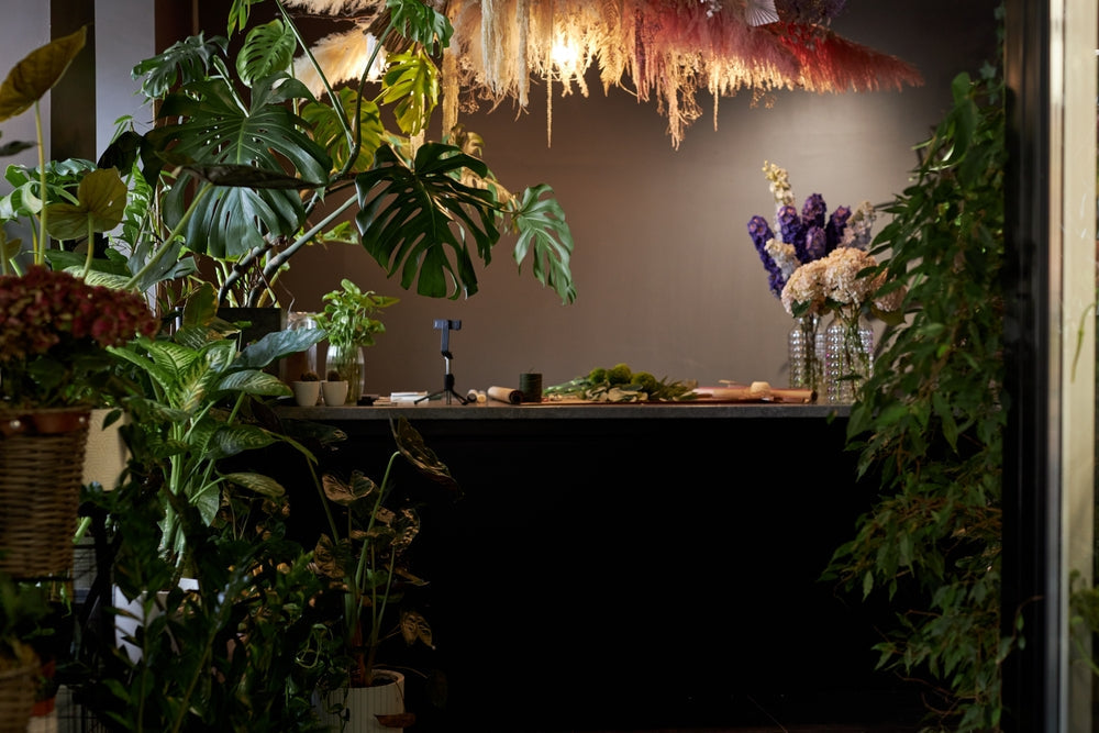 10 Best Indoor Plants for Dark Rooms in the House