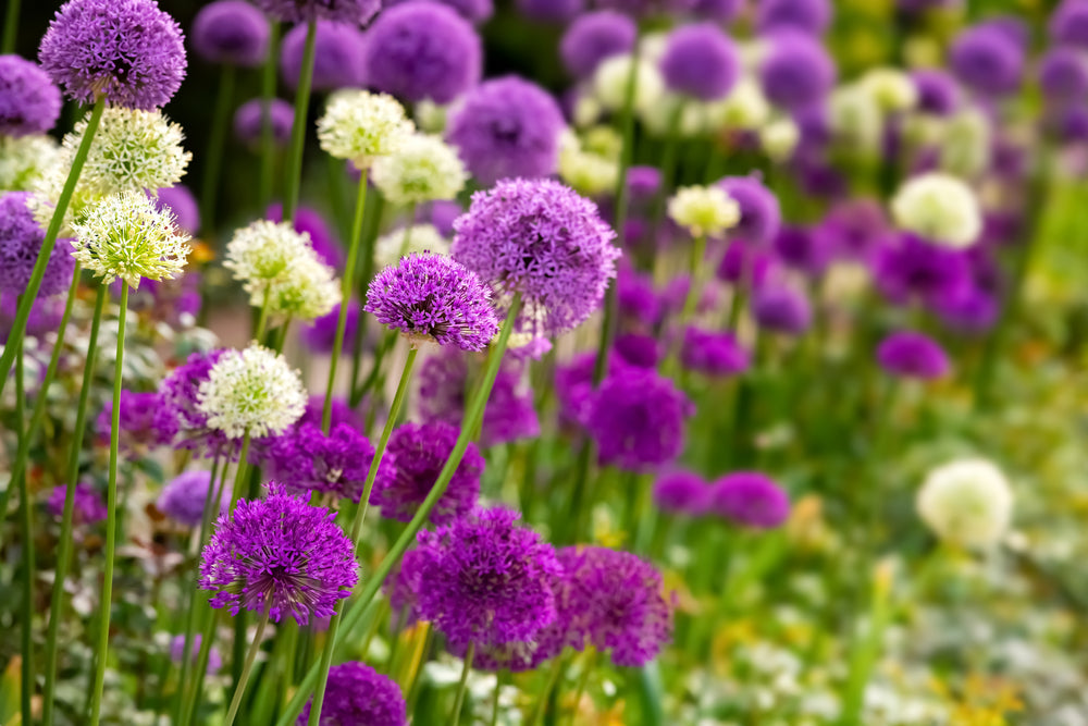 Allium Flowers