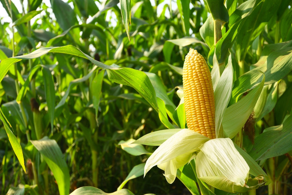 Corn Treee How to Grow Corn in Your Garden – Ugaoo