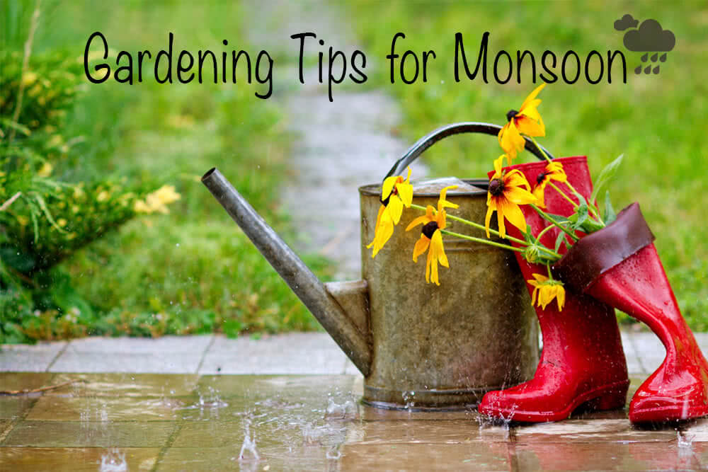 Gardening tips for Monsoon