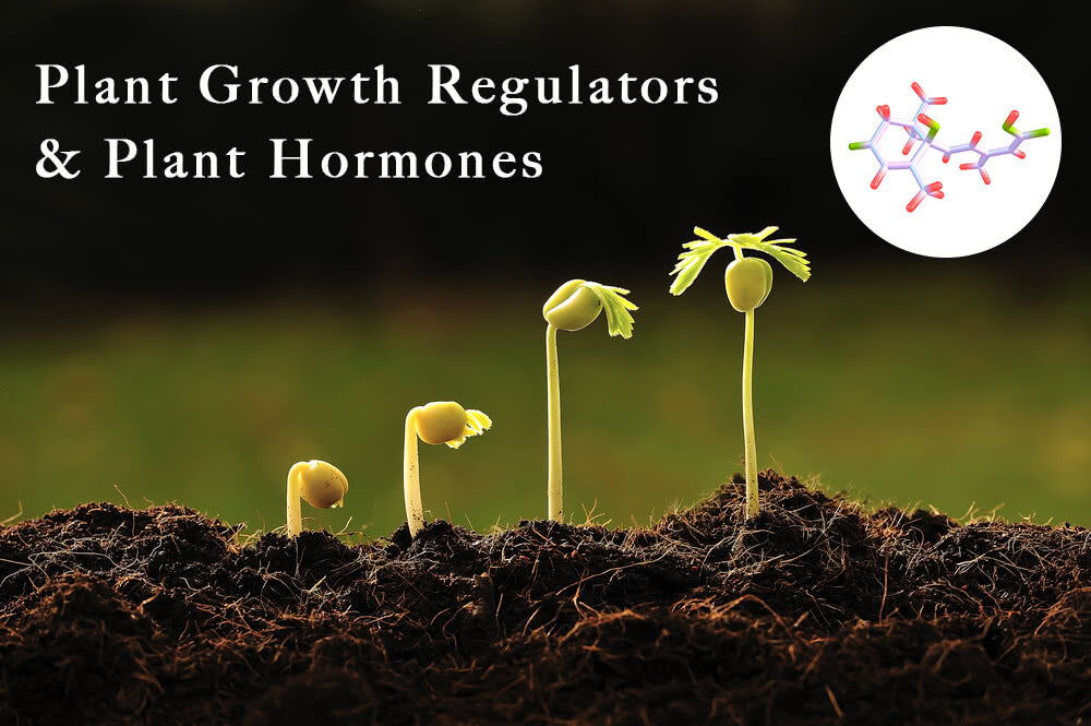 What are PGR? The Plant hormones