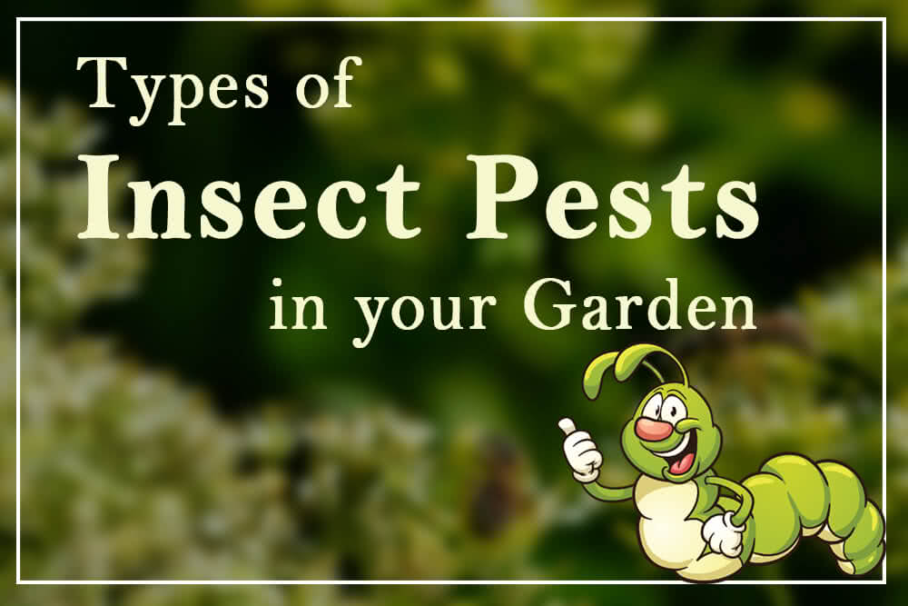 Types of Insect Pests in your Garden