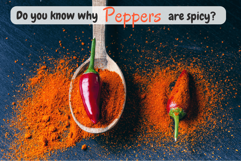 Do you know why peppers are spicy?