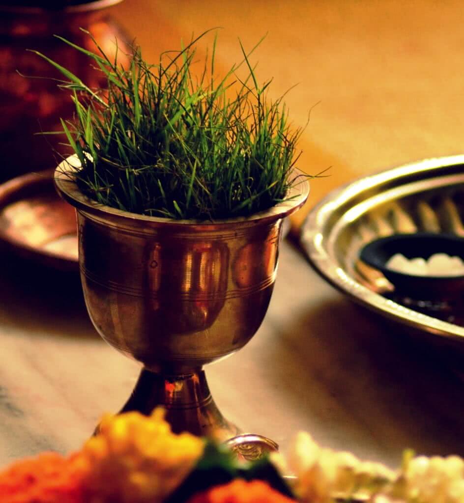 Growing Doob grass: Lord Ganesha’s favourite ‘Durva’