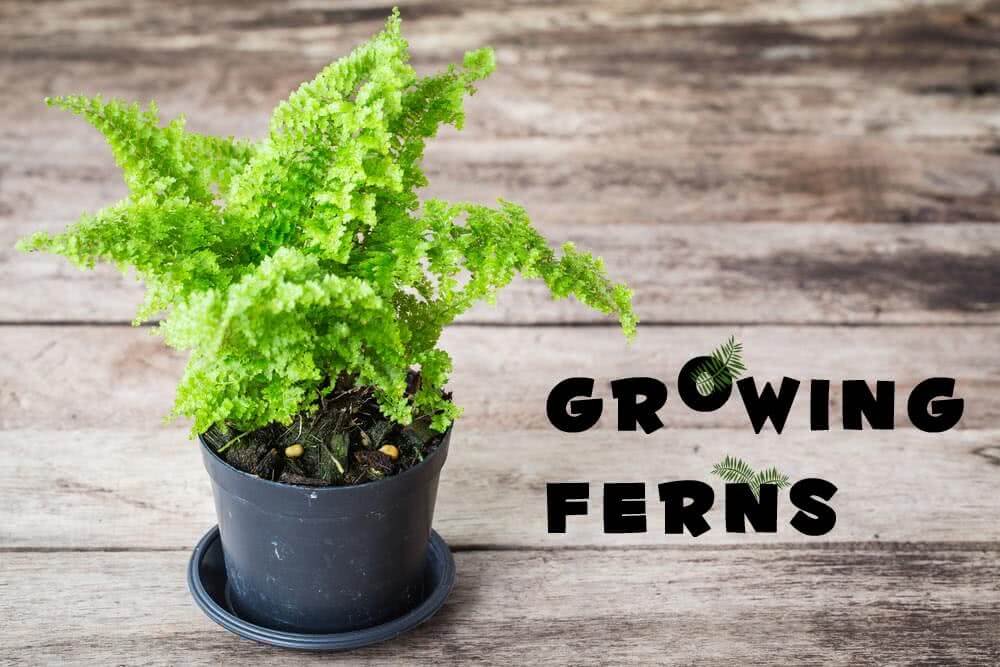 Growing Ferns: The most versatile garden plants