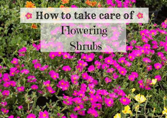 How to take care of flowering shrubs