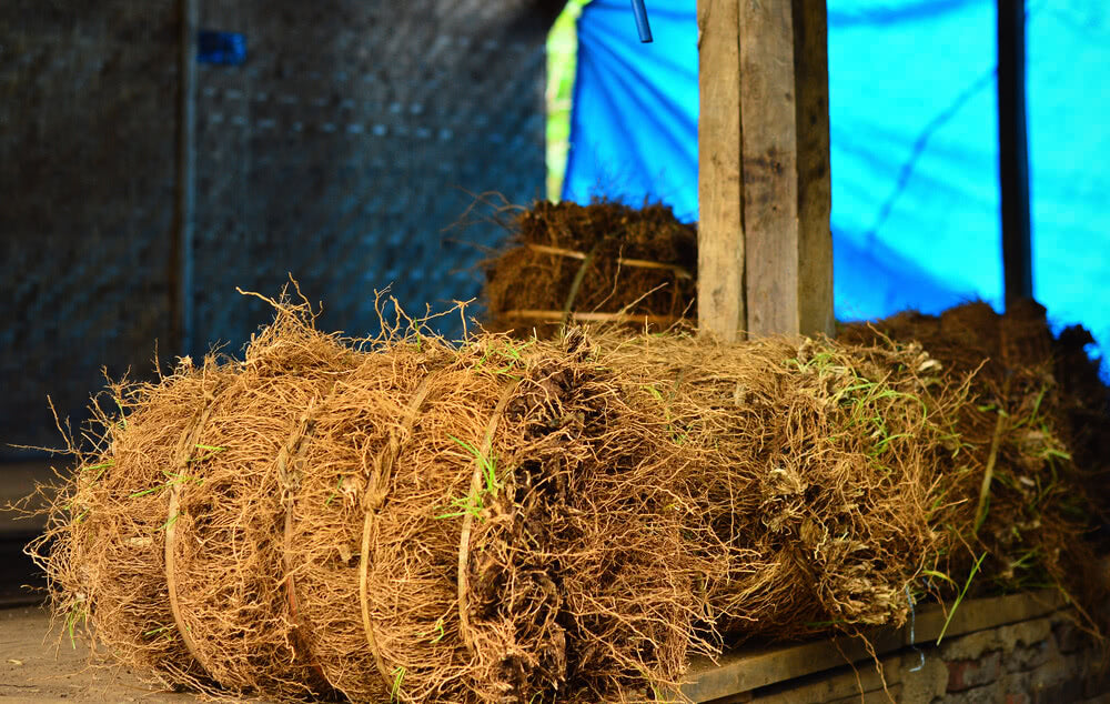 Vetiver: A Cool Blessing in Hot Summer – Ugaoo