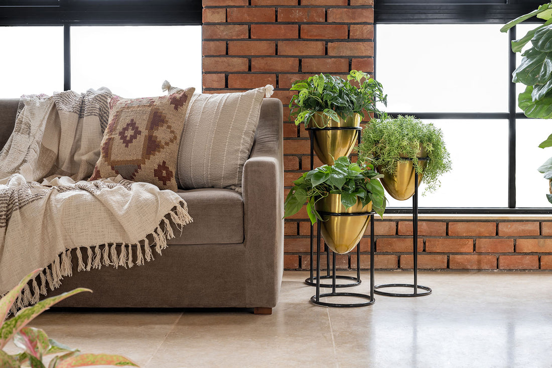 Flourish Your Space with Ugaoo's Indoor plants for home