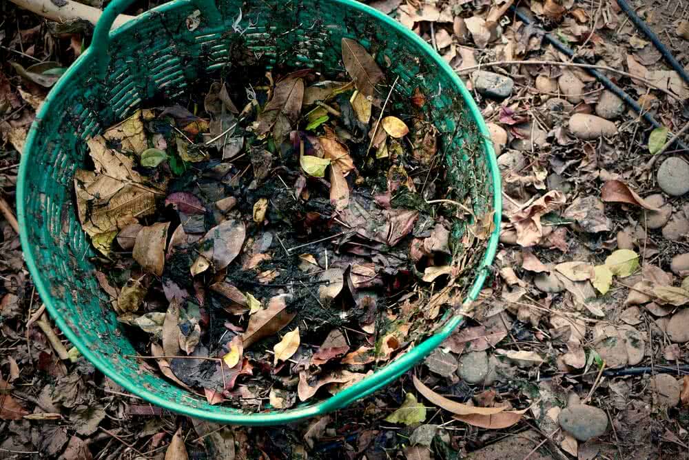 What is Leaf Mould & How to make it?