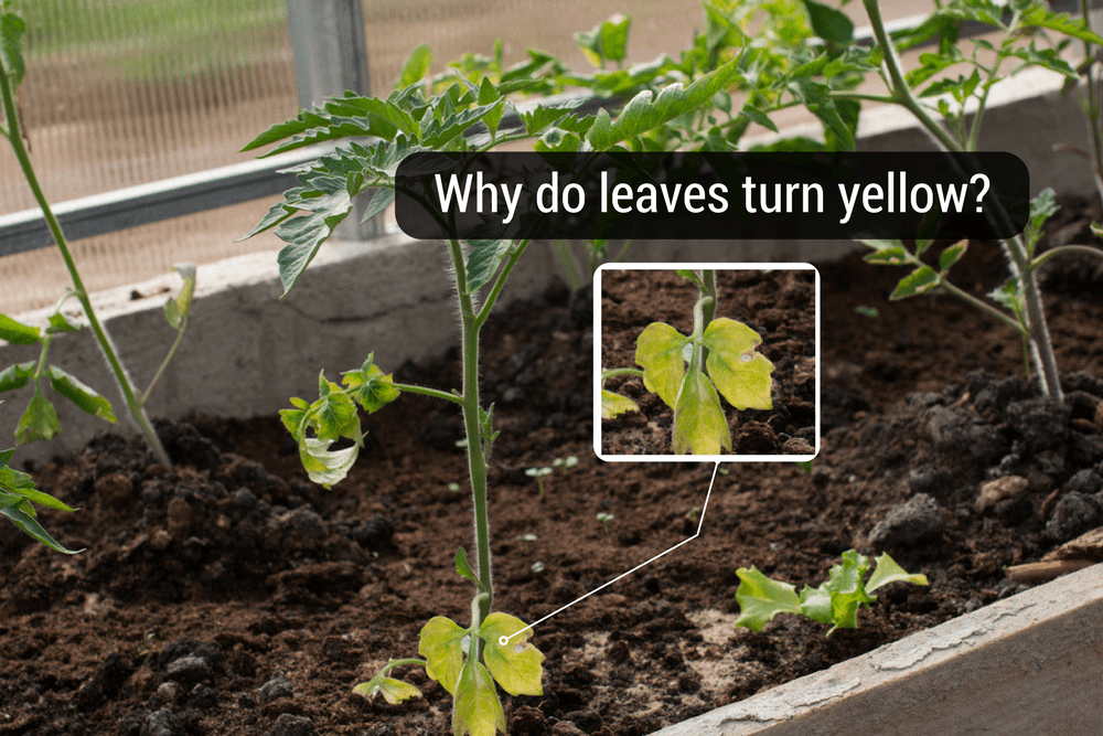 5 Reasons Your Plants Are Turning Yellow