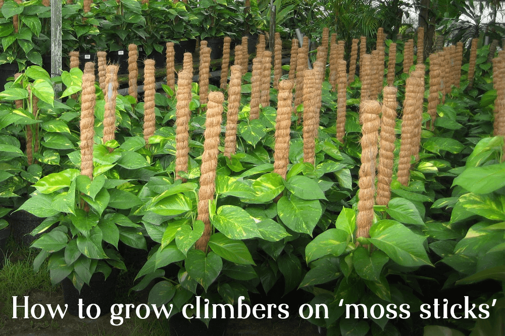 How to grow climbers on ‘moss sticks’