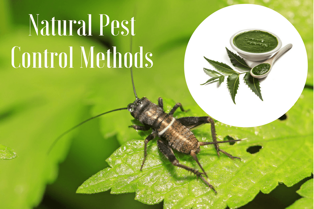 Home Remedies for Pest Control