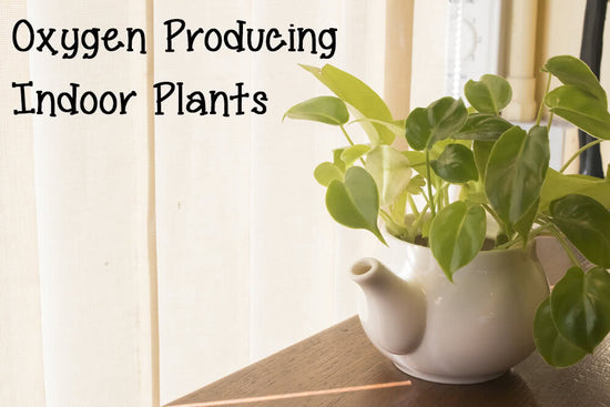 The Best Oxygen Producing House Plants