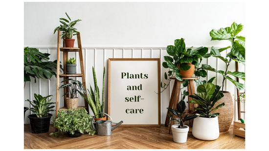 Do Plants Help You Strengthen Your Relationship with Yourself?