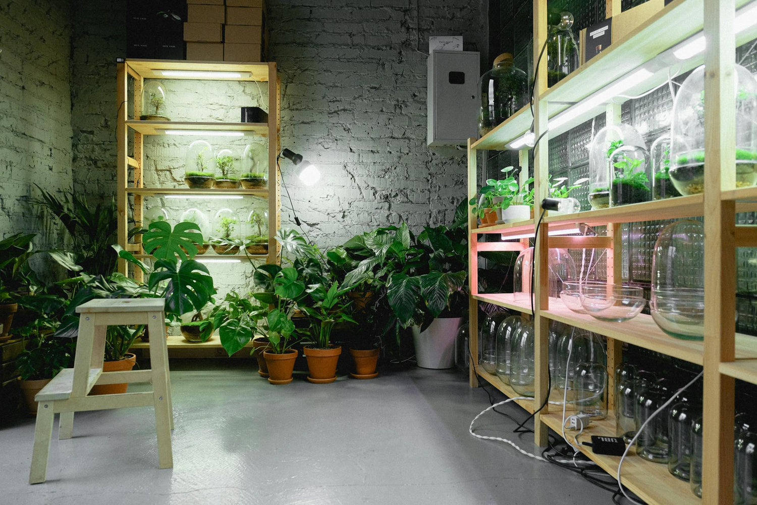 Growing Indoor Plants Under Tubelight: A Complete Guide