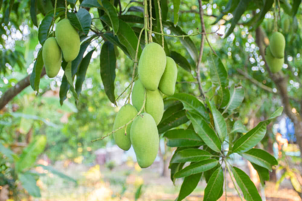 Growing Mango Tree