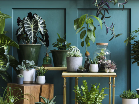 Top Common House Plants Perfect for an Indoor Garden