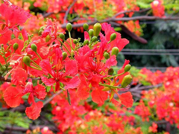 Growing Gulmohar – Perfect Flower for the monsoon!