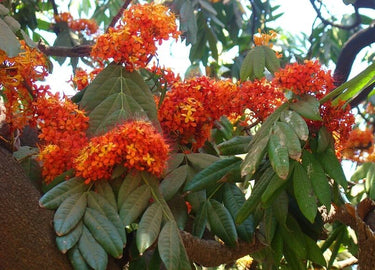 Tree Saga - The Sita Ashoka Tree – Ugaoo