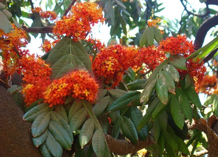 Tree Saga - The Sita Ashoka Tree – Ugaoo