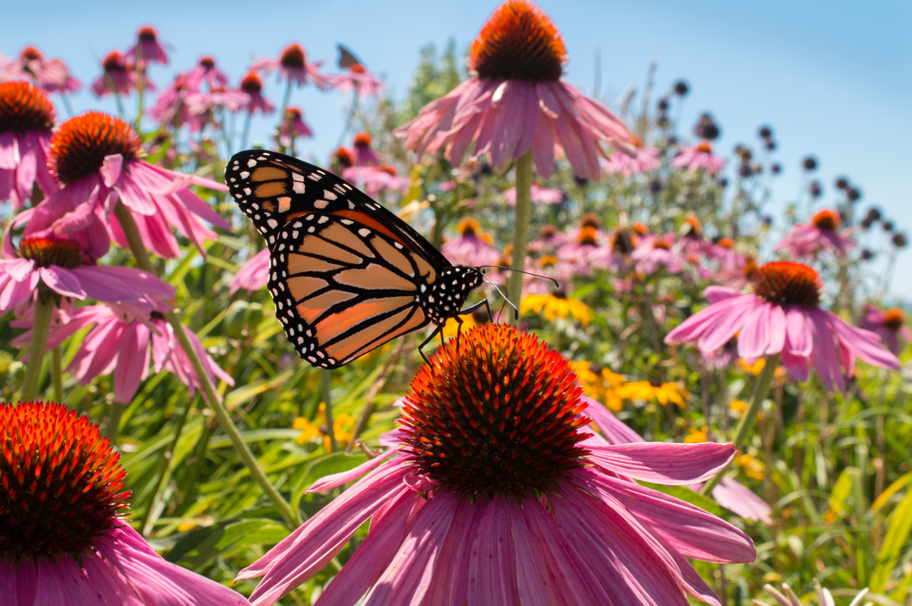 10 pollinator flowers for your garden