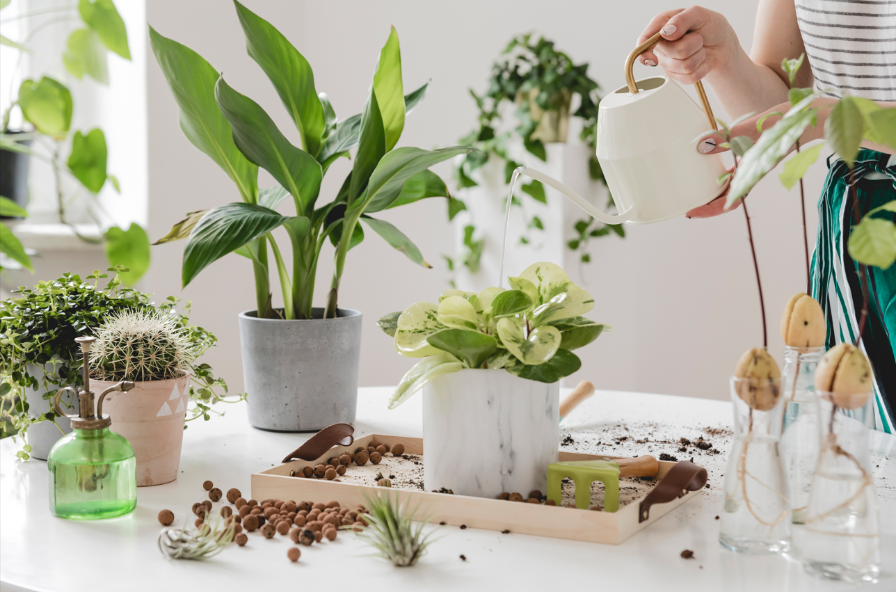 A Beginner's Guide to Indoor Plant Care