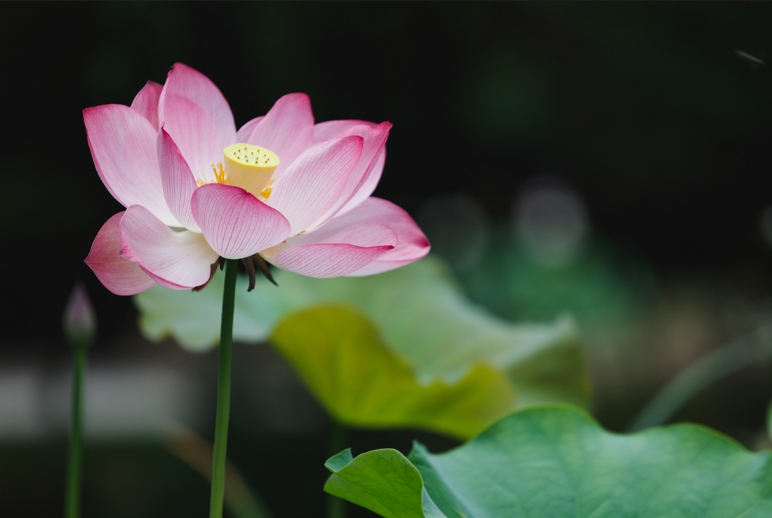 How to Grow Lotus at Home – Ugaoo
