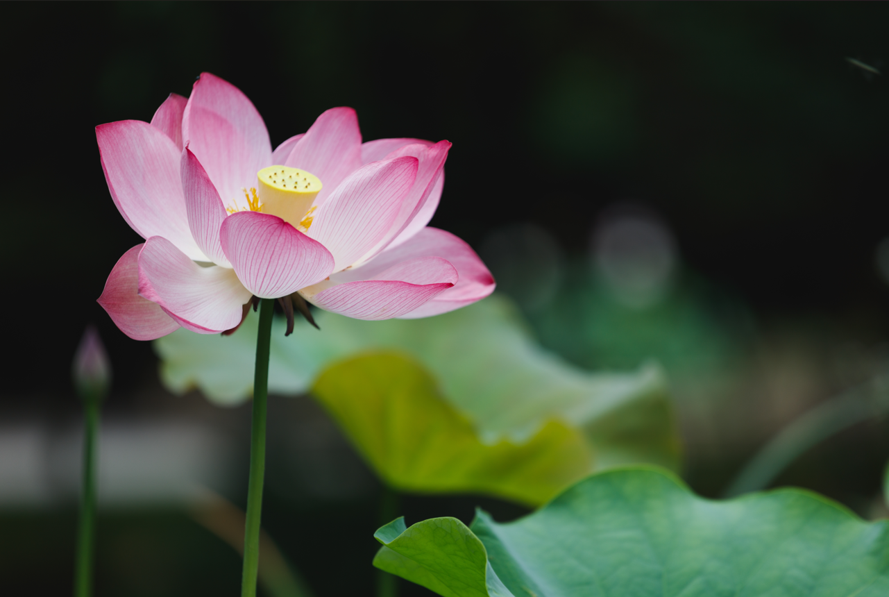 How to Grow Lotus at Home