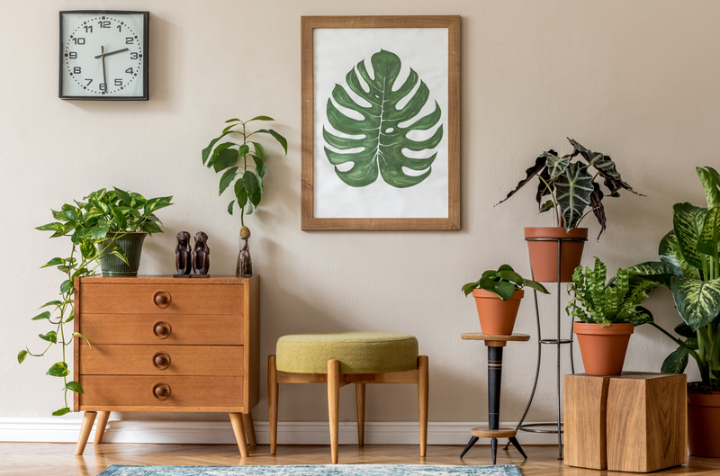 10 Foliage Plants for a Stunning Minimalistic Display