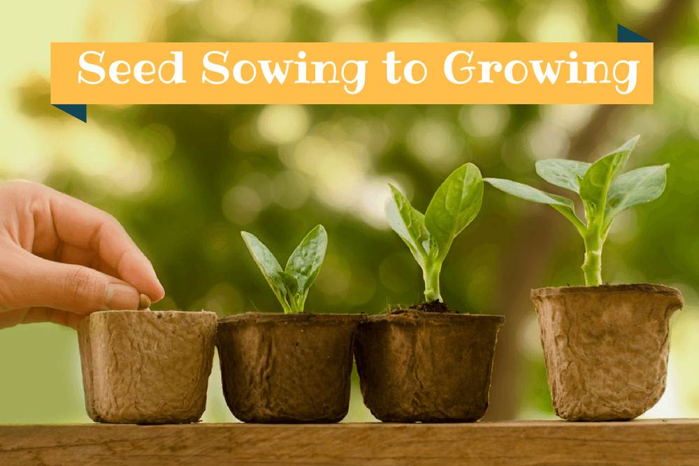 The Ultimate Guide from Sowing to Growing Seeds