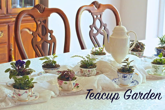 15 amazing Teacup gardens for your home
