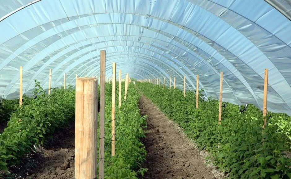 High-tech farming in India: Polyhouse technology – Ugaoo