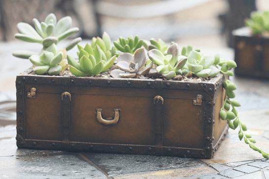 DIY: Turn Your Old Suitcase Into A Succulent Garden