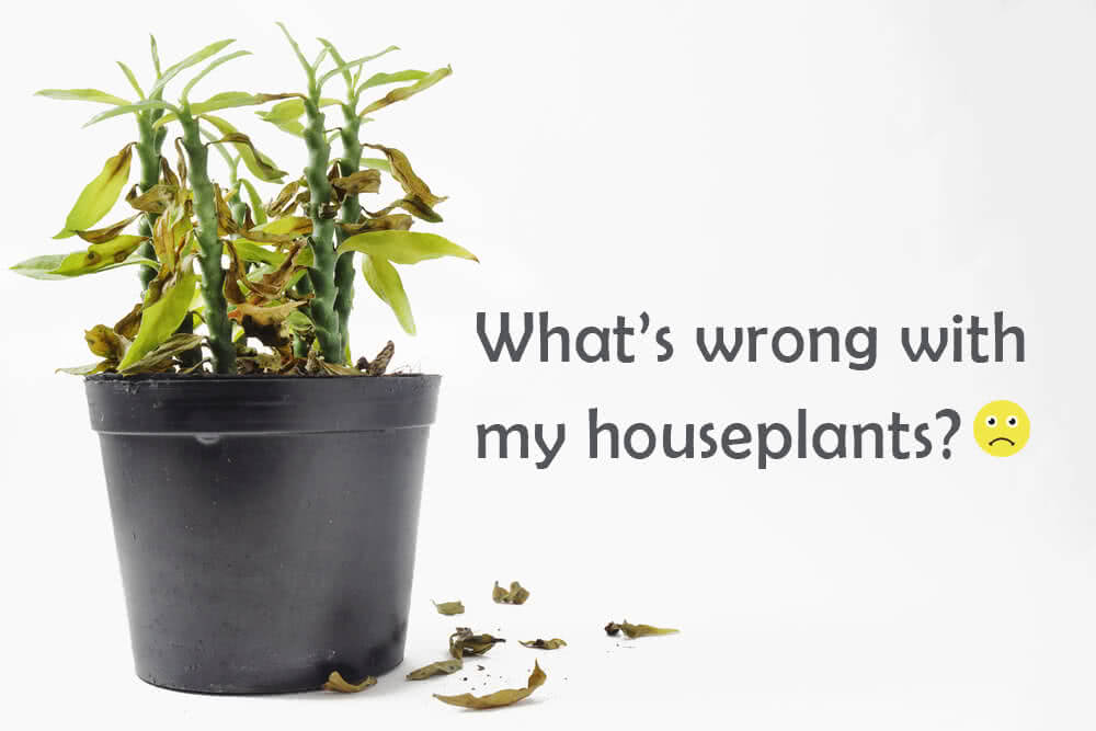 What’s wrong with my house plants? Expert’s opinion.