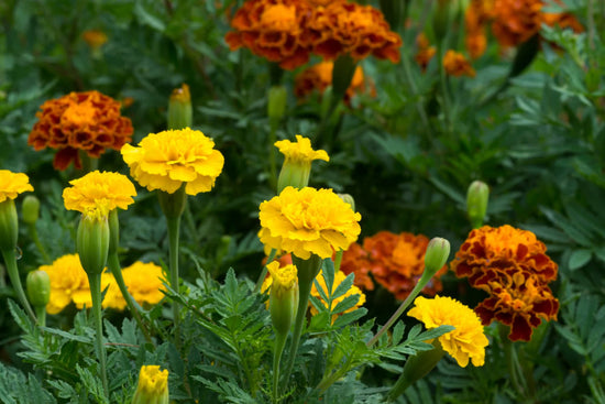 Welcome to the World of Marigolds!