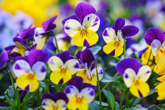 Knowing and Growing the Viola Flower