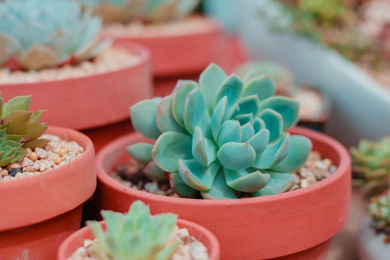 The Anti-Valentine: Plants for People Who Hate Valentine's Day