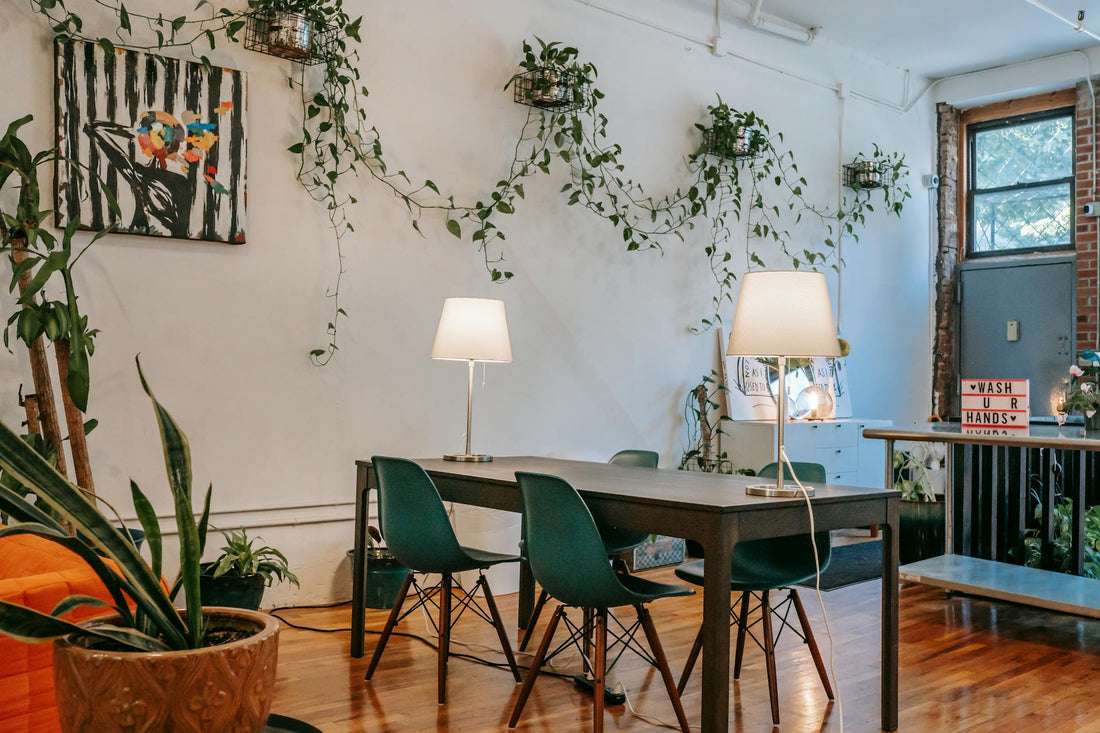Best Indoor Plants for Renters