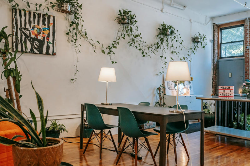 Best Indoor Plants for Renters
