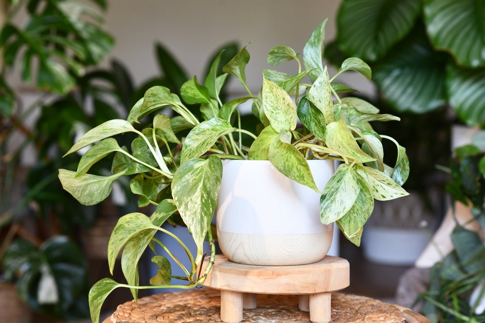 Money Plant Care Tips and Benefits: Everything You Must Know!