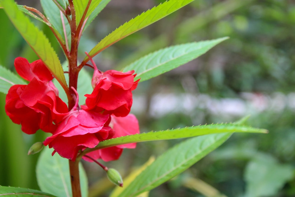 Growing Balsam Ugaoo Growing Balsam Ugaoo