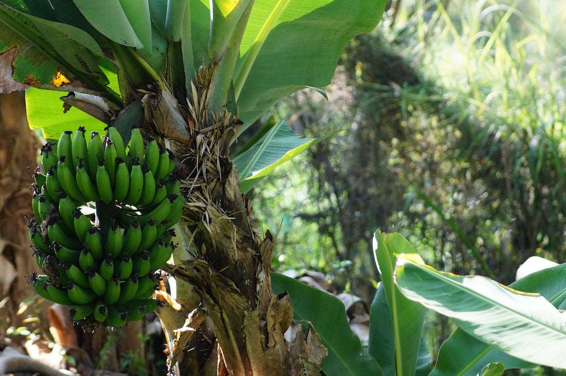 Exploring the Versatile Uses of Banana Tree: Benefits, Parts, and Planting Tips