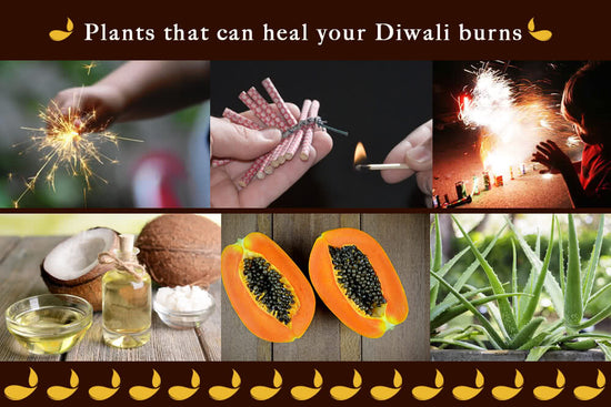 Plants that can heal your Diwali Burns