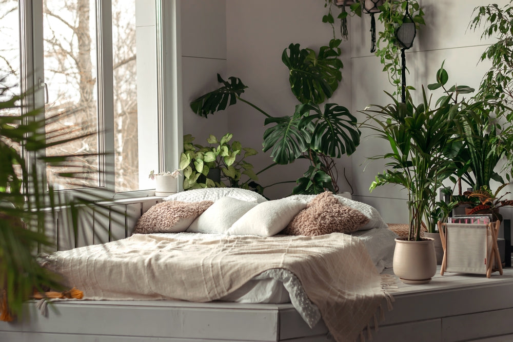 The Green Secret to Serene Sleep: Benefits of Having Plants in the Bedroom