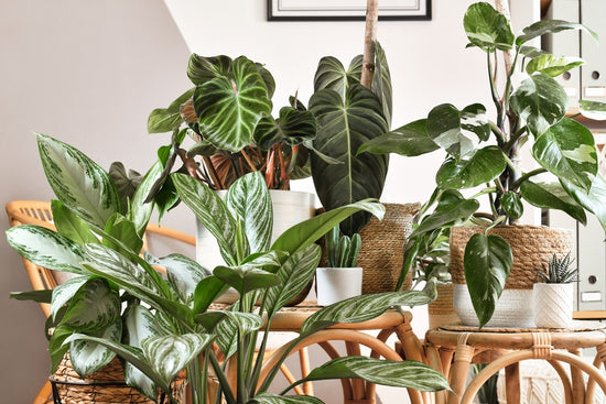 Best Variegated Indoor Plants for Home Decor 