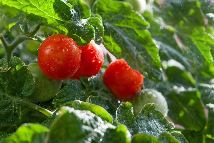 How to Grow Tomatoes at Home (Step-by-Step Guide) – Ugaoo