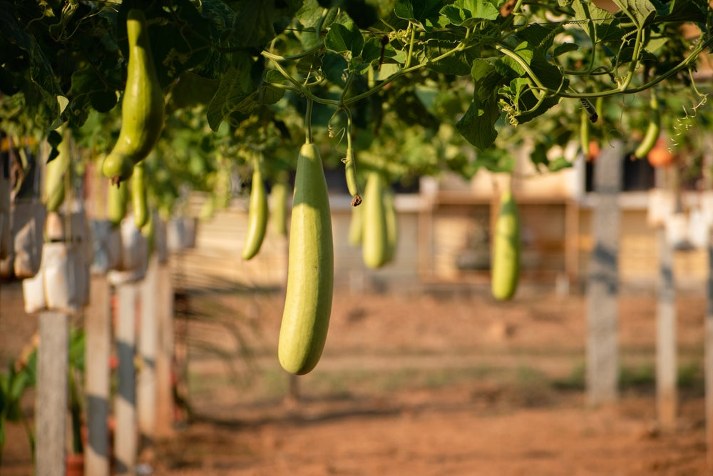 How to Grow Bottle Gourd at Home
