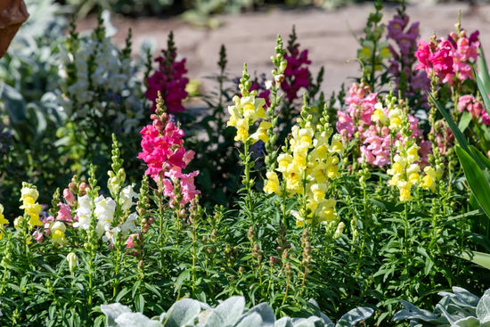 All You Need To Know About Antirrhinum Plants