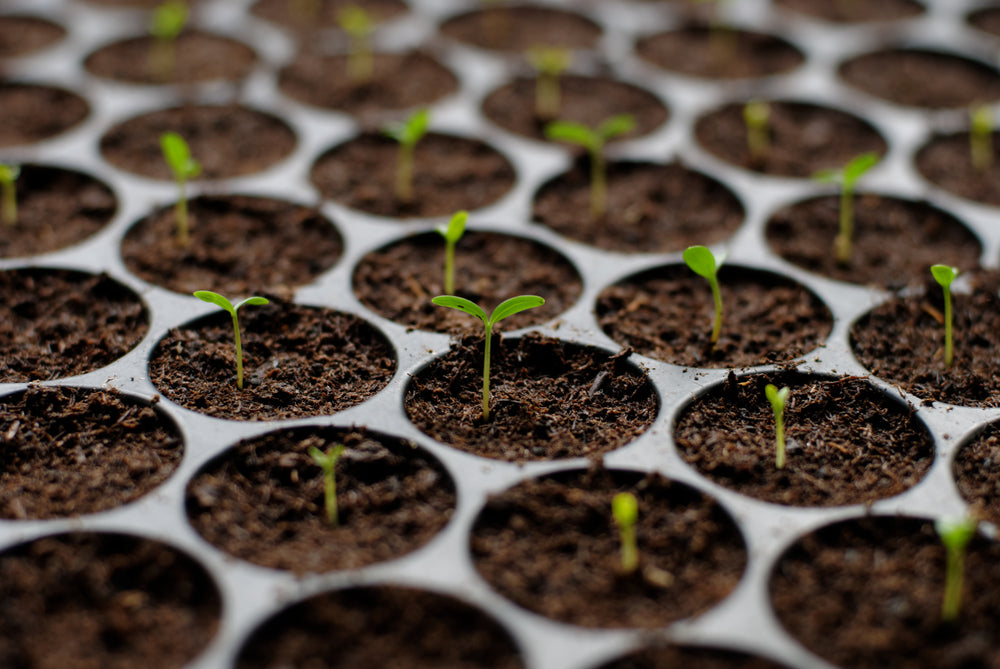 10 Best Summer Seeds to Plant This Year