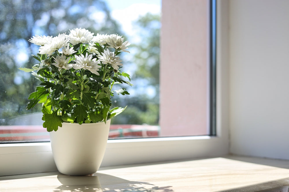 The Dos and Don'ts of Caring for Chrysanthemums in Pots.